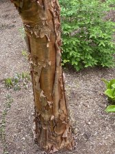 IMG_6065.jpeg