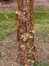 IMG_6055.jpeg