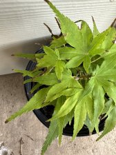 IMG_2551.jpeg