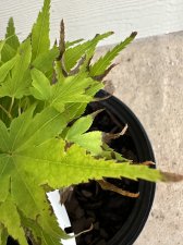 IMG_2550.jpeg