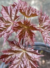 IMG_3471.jpeg