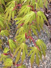 IMG_3474.jpeg