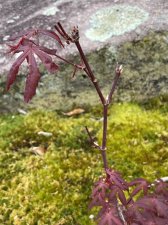 IMG_6866.jpeg