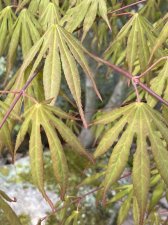 IMG_7006.jpeg