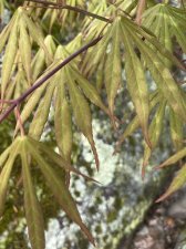 IMG_7016.jpeg