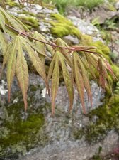 IMG_7133.jpeg