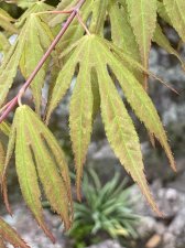 IMG_7139.jpeg