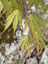 IMG_7154.jpeg