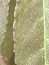 IMG_7171.jpeg