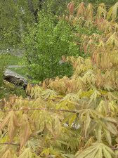 IMG_7414.jpeg