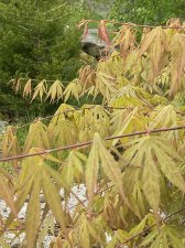 IMG_7418.jpeg