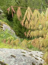 IMG_7422.jpeg