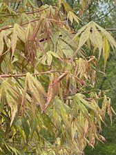 IMG_7396.jpeg