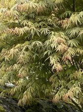 IMG_7446.jpeg