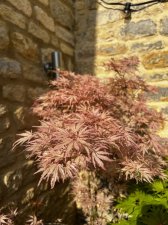 IMG_2950.jpeg