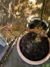 IMG_2951.jpeg