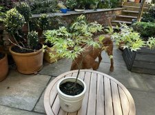 IMG_2953.jpeg