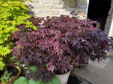 IMG_2960.jpeg