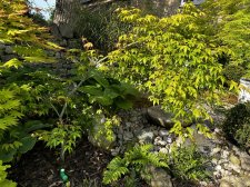 IMG_2970.jpeg