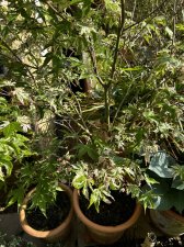 IMG_2977.jpeg