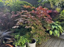 IMG_2978.jpeg