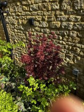 IMG_2983.jpeg