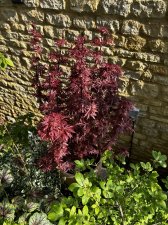 IMG_2982.jpeg