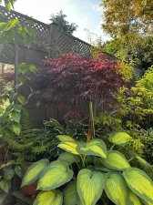 IMG_2985.jpeg