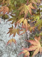 IMG_7549.jpeg