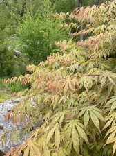 IMG_7765.jpeg