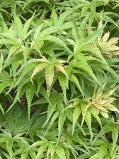 IMG_7777.jpeg