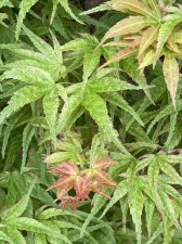 IMG_7778.jpeg