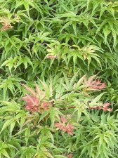 IMG_7781.jpeg