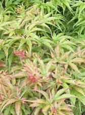 IMG_7785.jpeg