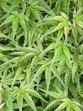 IMG_7787.jpeg