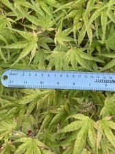 IMG_7790.jpeg