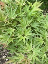 IMG_7794.jpeg