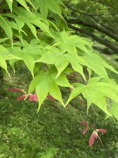 IMG_8003.jpeg