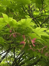 IMG_8004.jpeg