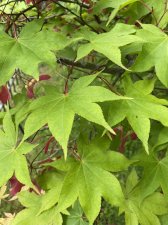 IMG_7933.jpeg