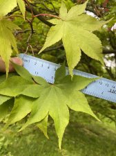 IMG_7942.jpeg