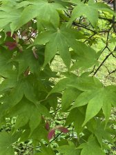 IMG_7953.jpeg