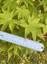 IMG_7960.jpeg