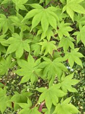 IMG_7970.jpeg