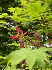 IMG_7980.jpeg