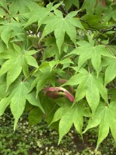 IMG_7987.jpeg