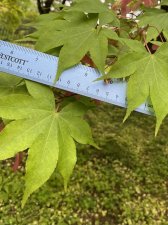 IMG_7992.jpeg
