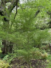 IMG_8235.jpeg