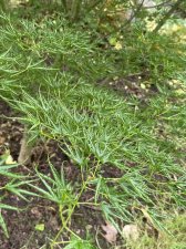 IMG_8237.jpeg