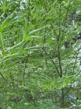 IMG_8240.jpeg